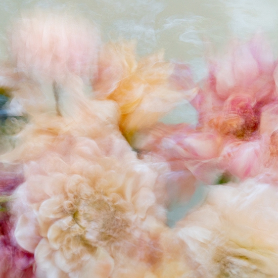Deb Achak: Dahlia Mixed Bouquet (no.7), 2020, Digital archival pigment print, available in various sizes