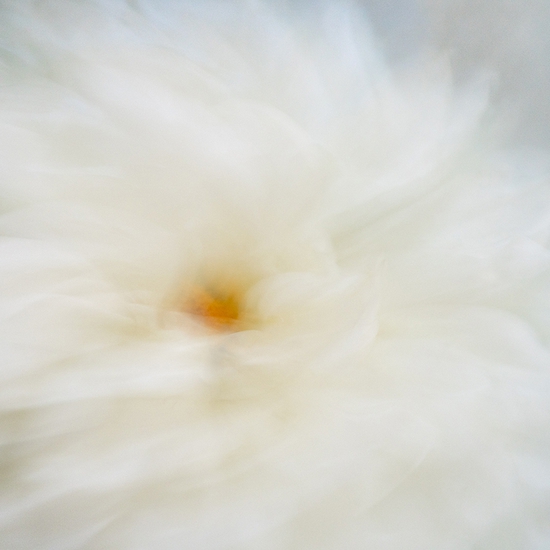 Deb Achak: White Dahlia (no.2), 2020, Digital archival pigment print, available in various sizes