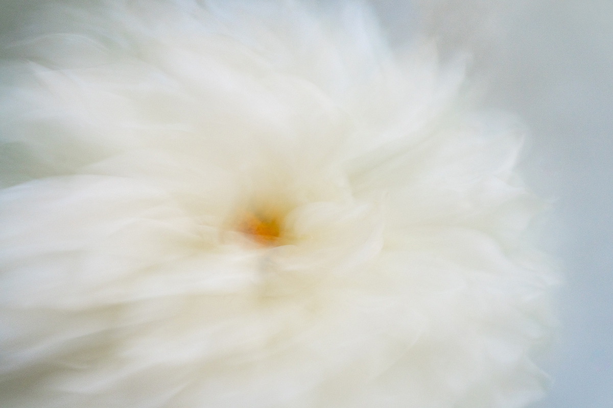 Deb Achak: White Dahlia (no.2), 2020, Digital archival pigment print, available in various sizes