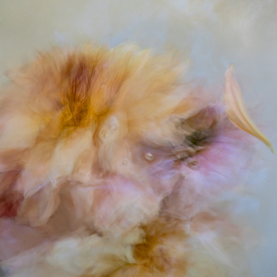 Deb Achak: Dahlia Mixed Bouquet (no. 1), 2020, Digital archival pigment print, available in various sizes