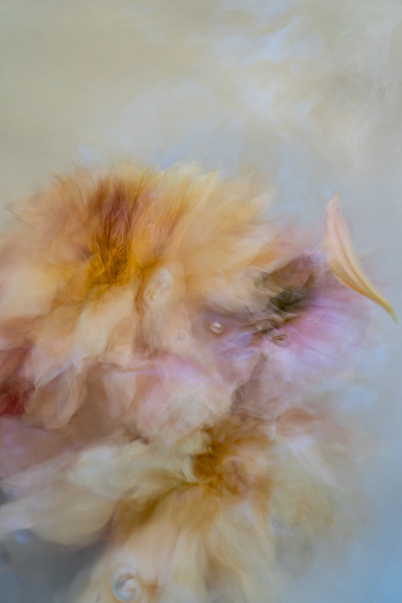 Deb Achak: Dahlia Mixed Bouquet (no. 1), 2020, Digital archival pigment print, available in various sizes