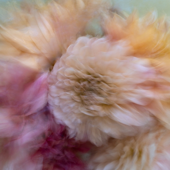 Deb Achak: Dahlia Mixed Bouquet (No. 4), 2020, Digital archival pigment print, available in various sizes