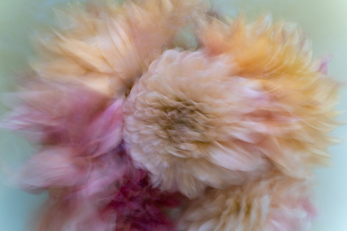 Deb Achak: Dahlia Mixed Bouquet (No. 4), 2020, Digital archival pigment print, available in various sizes