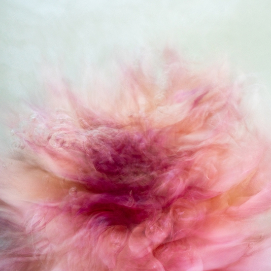 Deb Achak: Pink Dahlia (No. 1), 2020, Digital archival pigment print, available in various sizes