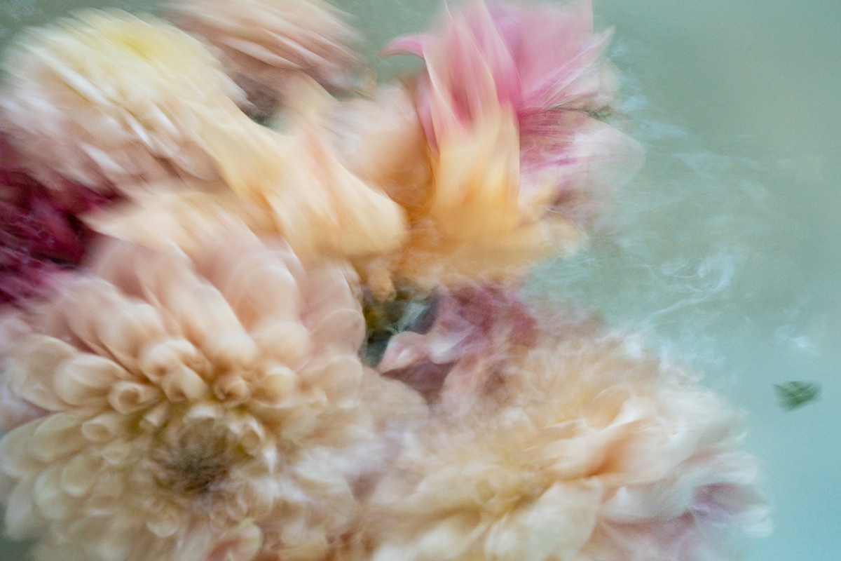 Deb Achak: Dahlia Mixed Bouquet (no.10), 2020, Digital archival pigment print, available in various sizes