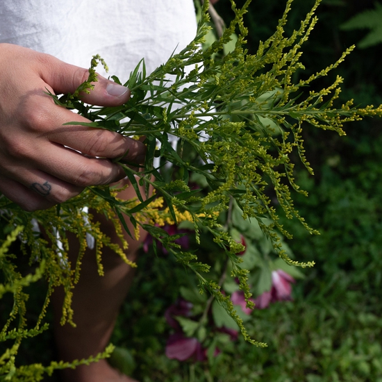 Detail of 'Abby and the Goldenrod'