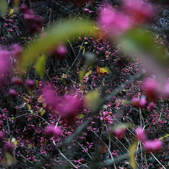 Detail of 'Beautyberry'