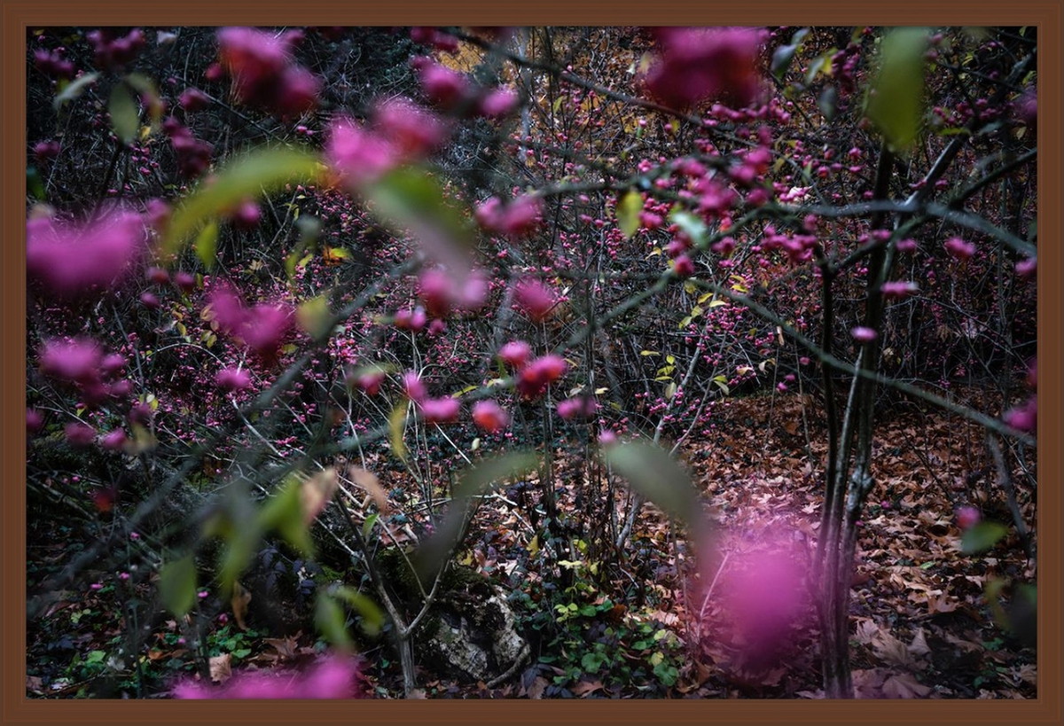 Deb Achak: Beautyberry, 2019, Archival pigment print, 20 x 30 inches (framed dimensions: 21.5 x 31.5 x 2 inches), available in other sizes