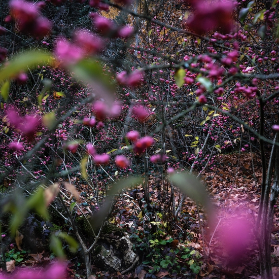 Deb Achak: Beautyberry, 2019, Archival pigment print, Available in various sizes