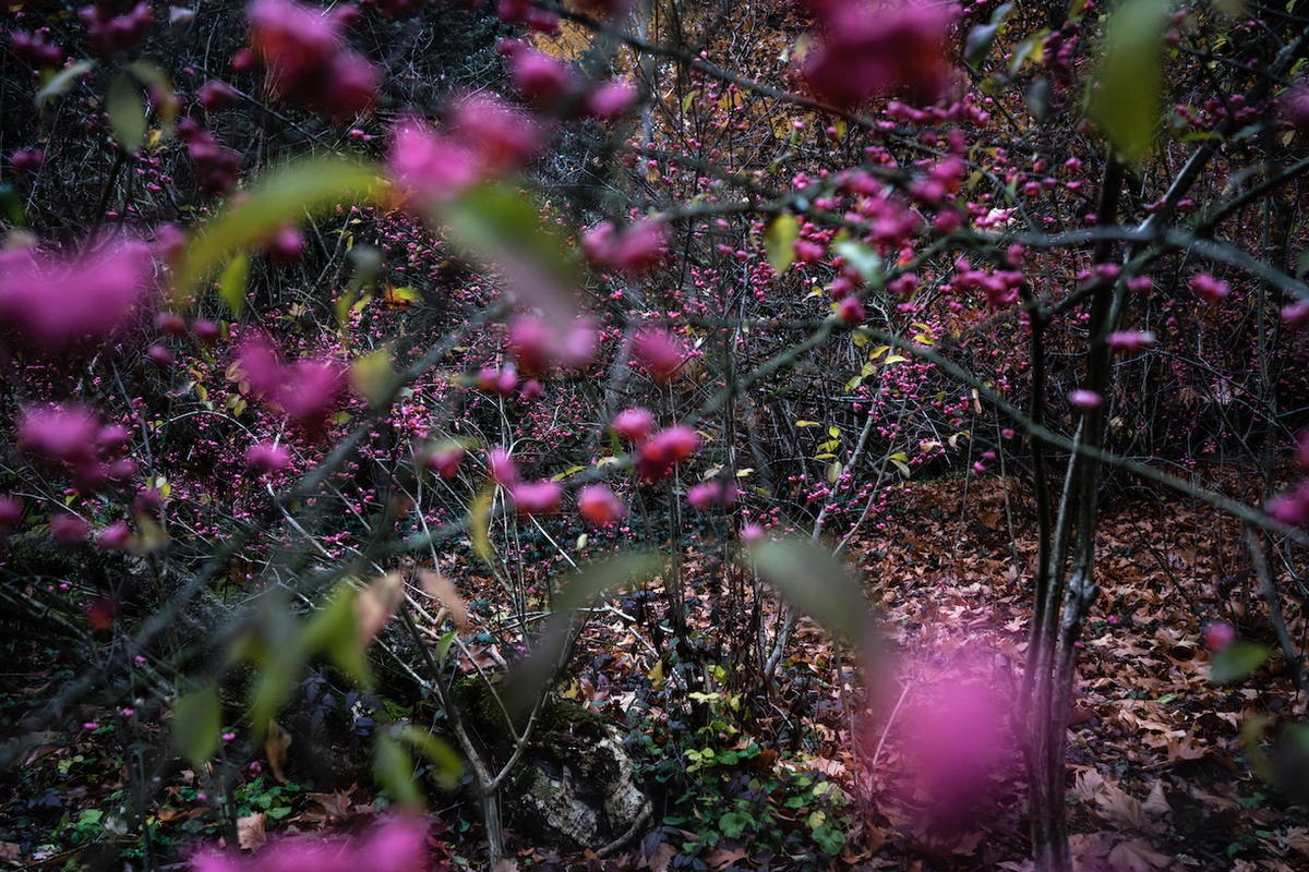 Deb Achak: Beautyberry, 2019, Archival pigment print, Available in various sizes