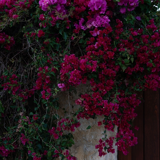 (19281) Bougainvillea -- Deb Achak