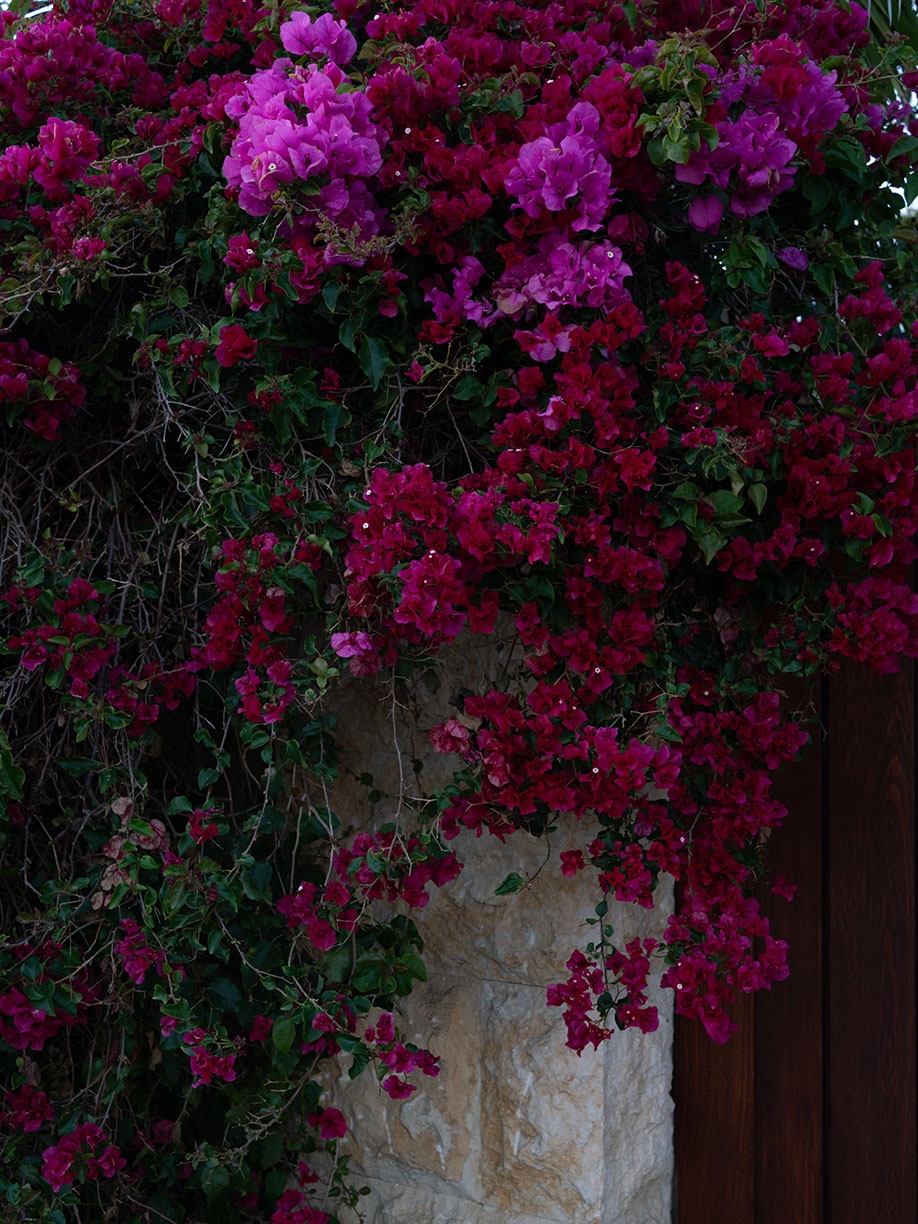 Deb Achak, Bougainvillea, 2022, Archival pigment print, Available in various sizes