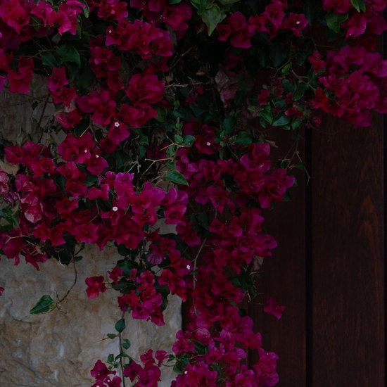 Detail of 'Bougainvillea'
