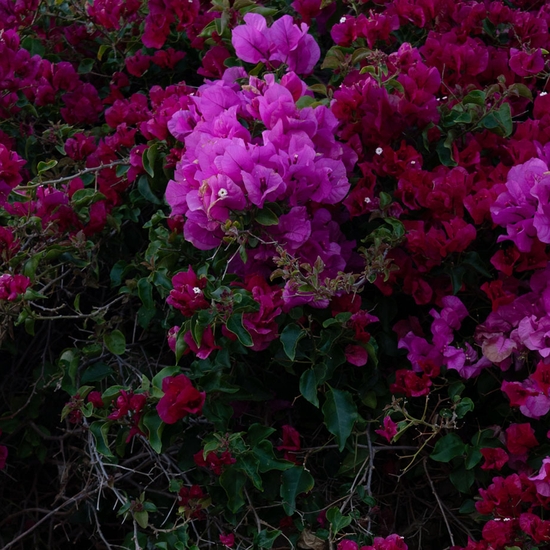 Detail of 'Bougainvillea'
