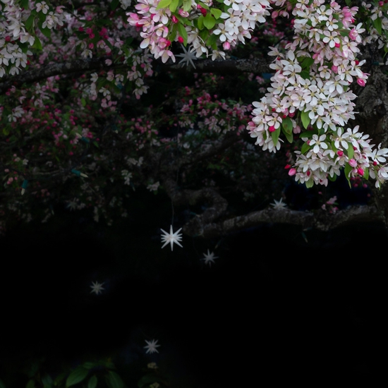 Detail of 'Cherry Blossom'