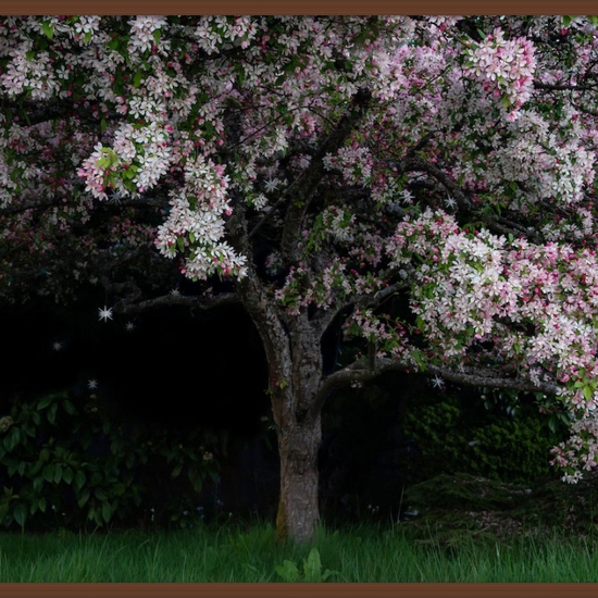Deb Achak: Cherry Blossom, 2020, Archival pigment print, 30 x 45 inches (framed dimensions: 31.5 x 46.5 x 2 inches), available in other sizes