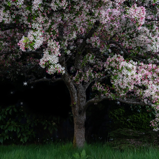 Deb Achak: Cherry Blossom, 2020, Archival pigment print, Available in various sizes