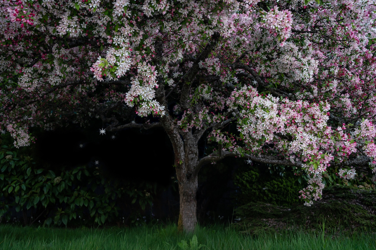 Deb Achak: Cherry Blossom, 2020, Archival pigment print, Available in various sizes