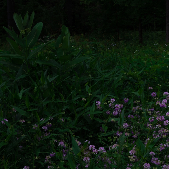 Detail of 'Clover'