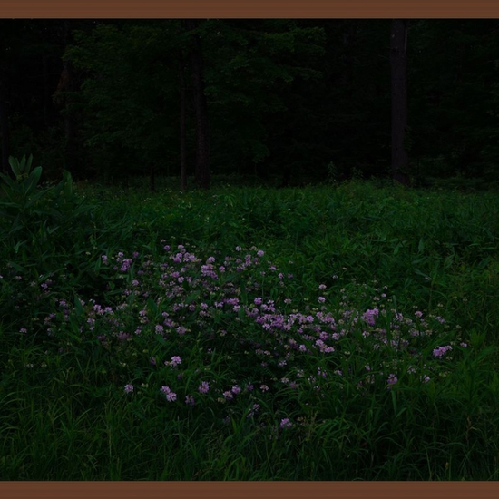 (10252) Clover (Framed) -- Deb Achak