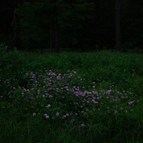 Deb Achak: Clover, 2021, Archival pigment print, Available in various sizes