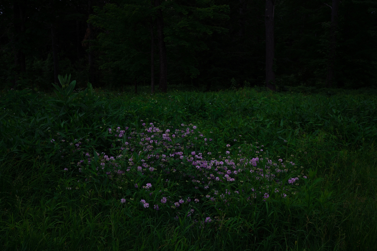 Deb Achak: Clover, 2021, Archival pigment print, Available in various sizes