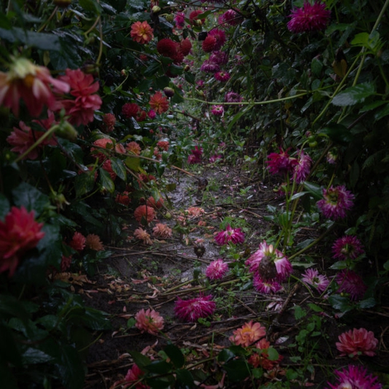 Deb Achak: Dahlias, Fallen, 2020, Digital archival fine art print, Available in various sizes