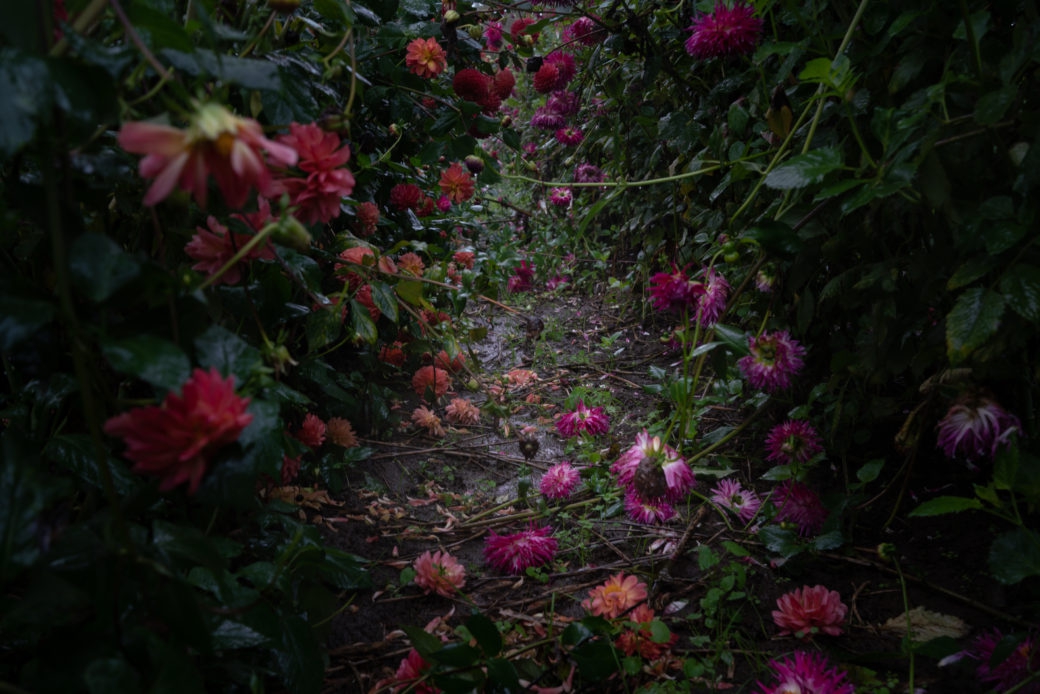 Deb Achak: Dahlias, Fallen, 2020, Digital archival fine art print, Available in various sizes