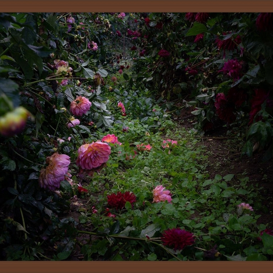 Deb Achak: Dahlias, Pink And Burgundy, 2020, Archival pigment print, 16 x 24 inches (framed dimensions: 17.5 x 25.5 x 2 inches), available in other sizes