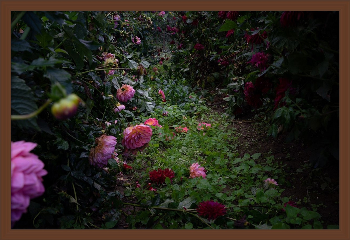 Deb Achak: Dahlias, Pink And Burgundy, 2020, Archival pigment print, 16 x 24 inches (framed dimensions: 17.5 x 25.5 x 2 inches), available in other sizes