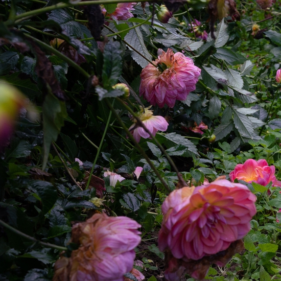 Detail of 'Dahlias, Pink and Burgundy'