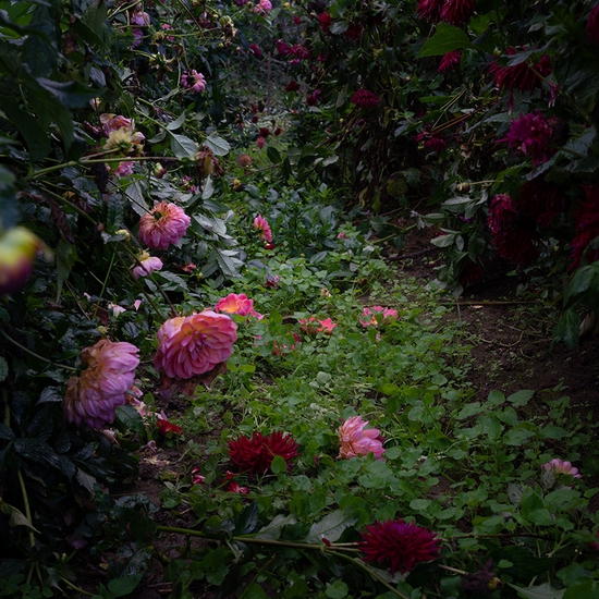 Deb Achak: Dahlias, Pink and Burgundy, 2020, Archival pigment print, available in various sizes