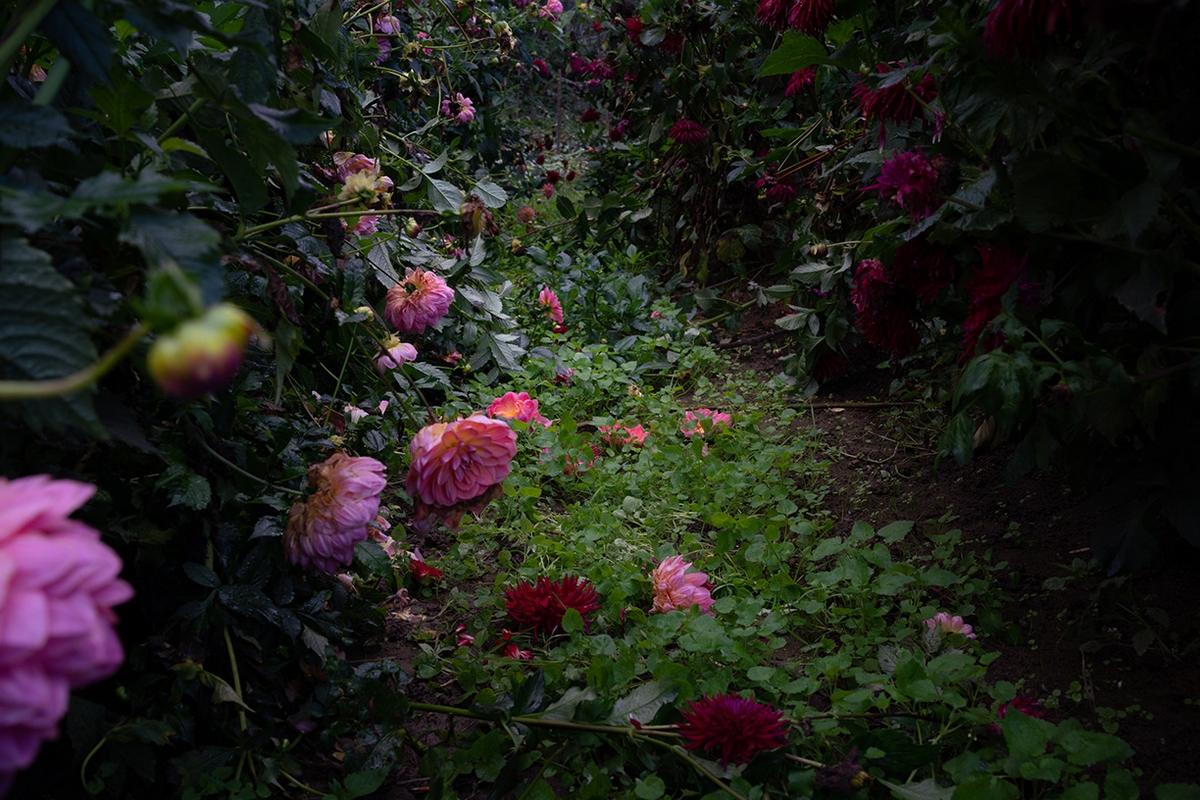 Deb Achak: Dahlias, Pink and Burgundy, 2020, Archival pigment print, available in various sizes