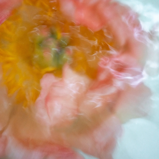 Deb Achak: Blush Peony Floating, 2020, Digital archival pigment print, 20 x 30, 30 x 45, 40 x 60 inches