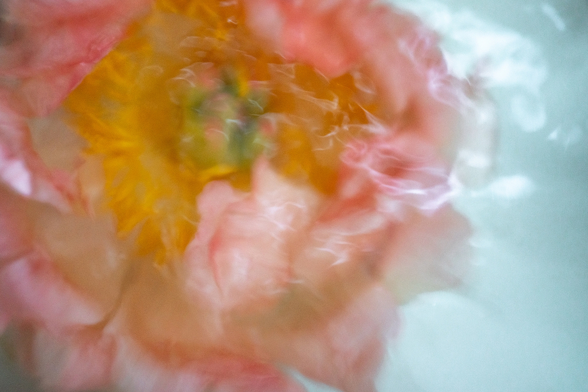Deb Achak: Blush Peony Floating, 2020, Digital archival pigment print, 20 x 30, 30 x 45, 40 x 60 inches