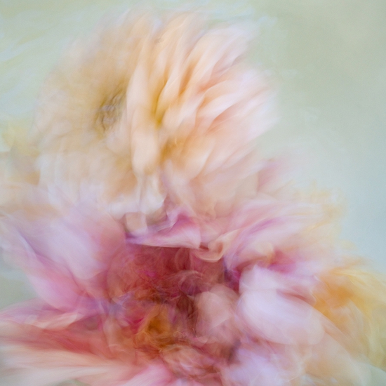 Deb Achak: Dahlia Mixed Bouquet (no. 2), 2020, Digital archival fine art print, available in various sizes