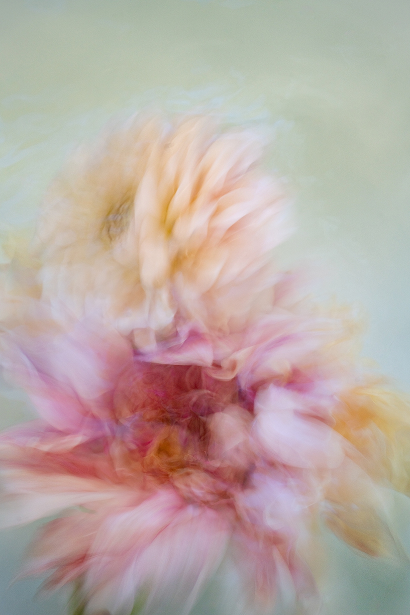 Deb Achak: Dahlia Mixed Bouquet (no. 2), 2020, Digital archival fine art print, available in various sizes
