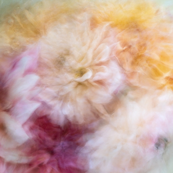 Deb Achak: Dahlia Mixed Bouquet (no. 3), 2020, Digital archival fine art print, available in various sizes