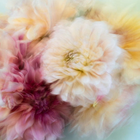 Deb Achak: Dahlia Mixed Bouquet (no. 5), 2020, Digital archival fine art print, available in various sizes