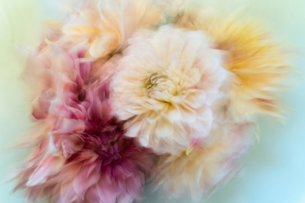 Deb Achak: Dahlia Mixed Bouquet (no. 5), 2020, Digital archival fine art print, available in various sizes