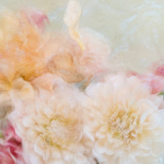 Deb Achak: Dahlia Mixed Bouquet (no. 6), 2020, Digital archival fine art print, available in various sizes