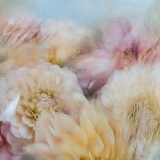 Deb Achak: Dahlia Mixed Bouquet (no. 8), 2020, Digital archival fine art print, available in various sizes