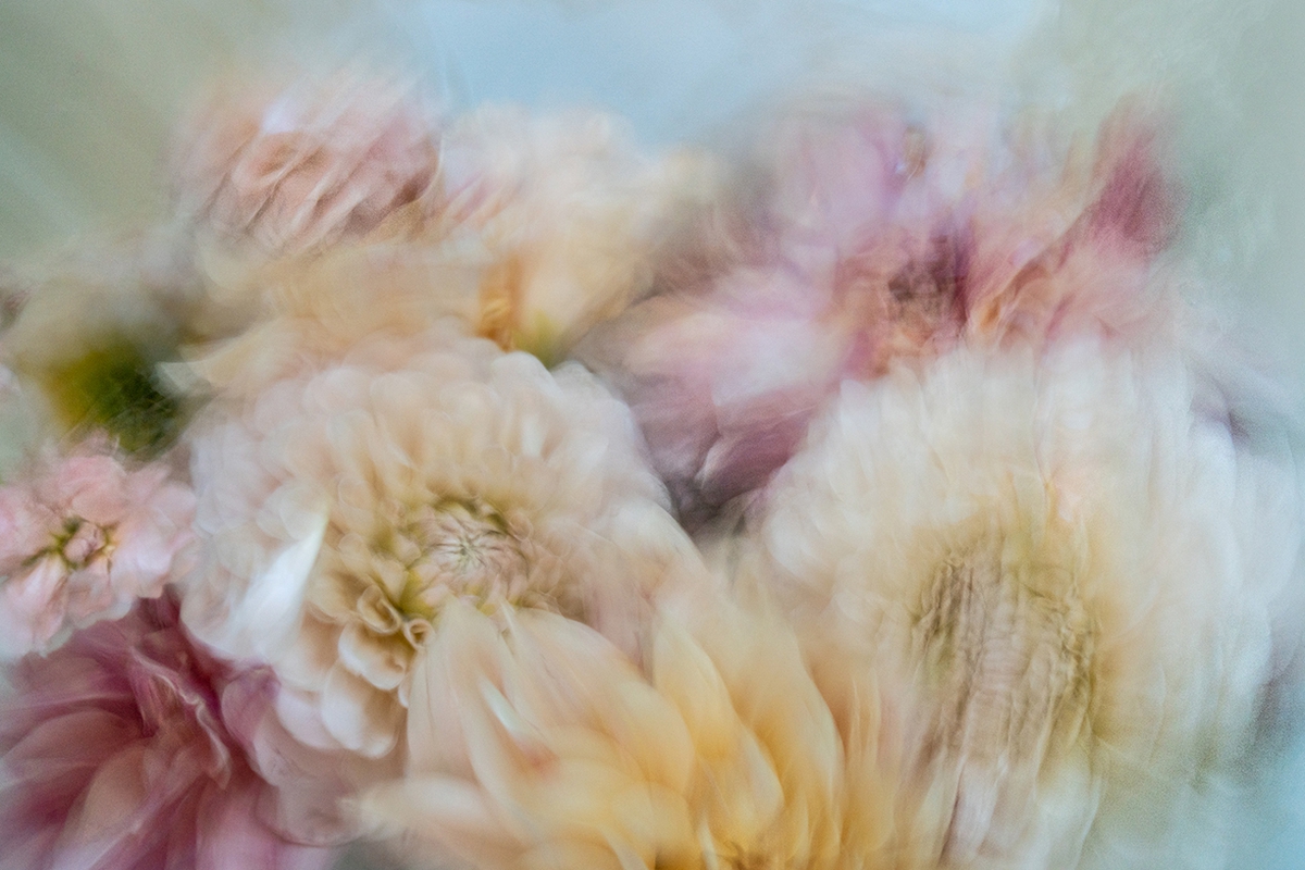 Deb Achak: Dahlia Mixed Bouquet (no. 8), 2020, Digital archival fine art print, available in various sizes