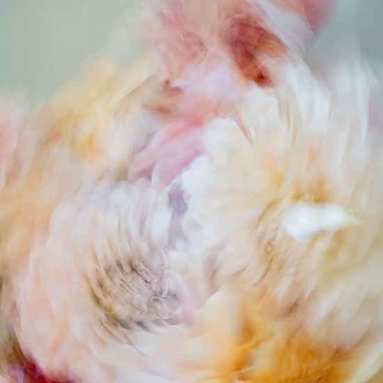 Deb Achak: Dahlia Mixed Bouquet (no. 9), 2020, Digital archival fine art print, available in various sizes