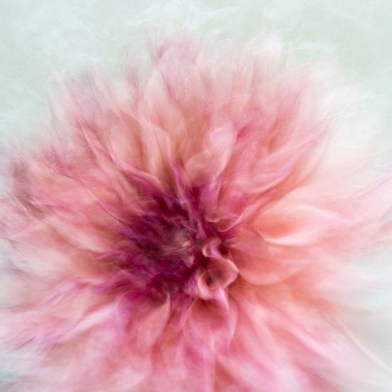 Deb Achak: Pink Dahlia (no. 2), 2020, Digital archival fine art print, available in various sizes