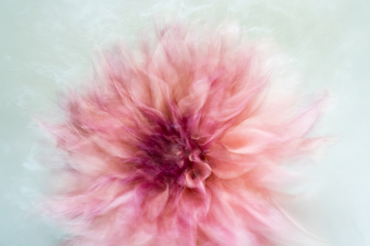 Deb Achak: Pink Dahlia (no. 2), 2020, Digital archival fine art print, available in various sizes