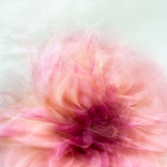 Deb Achak: Pink Dahlia (no. 3), 2020, Digital archival fine art print, available in various sizes