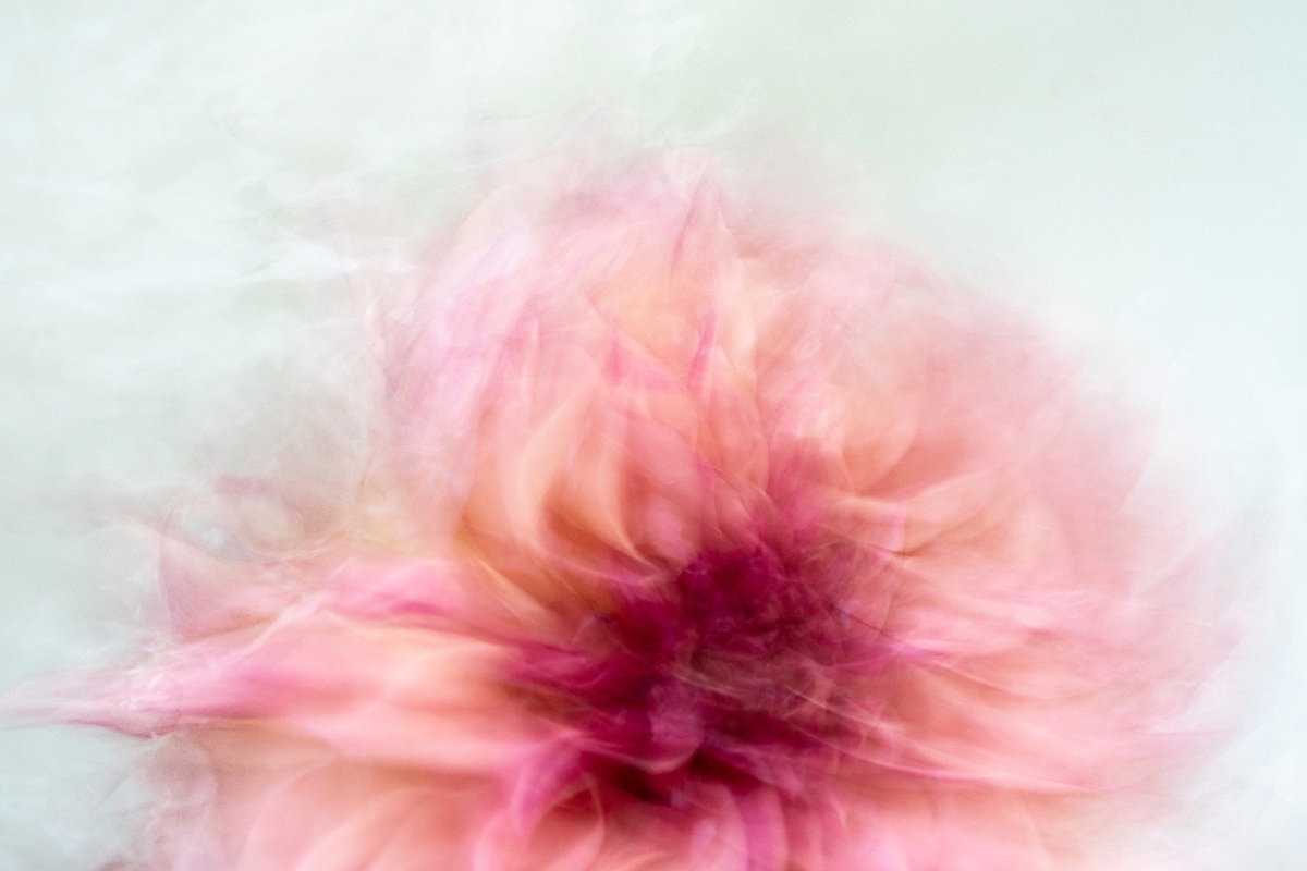 Deb Achak: Pink Dahlia (no. 3), 2020, Digital archival fine art print, available in various sizes