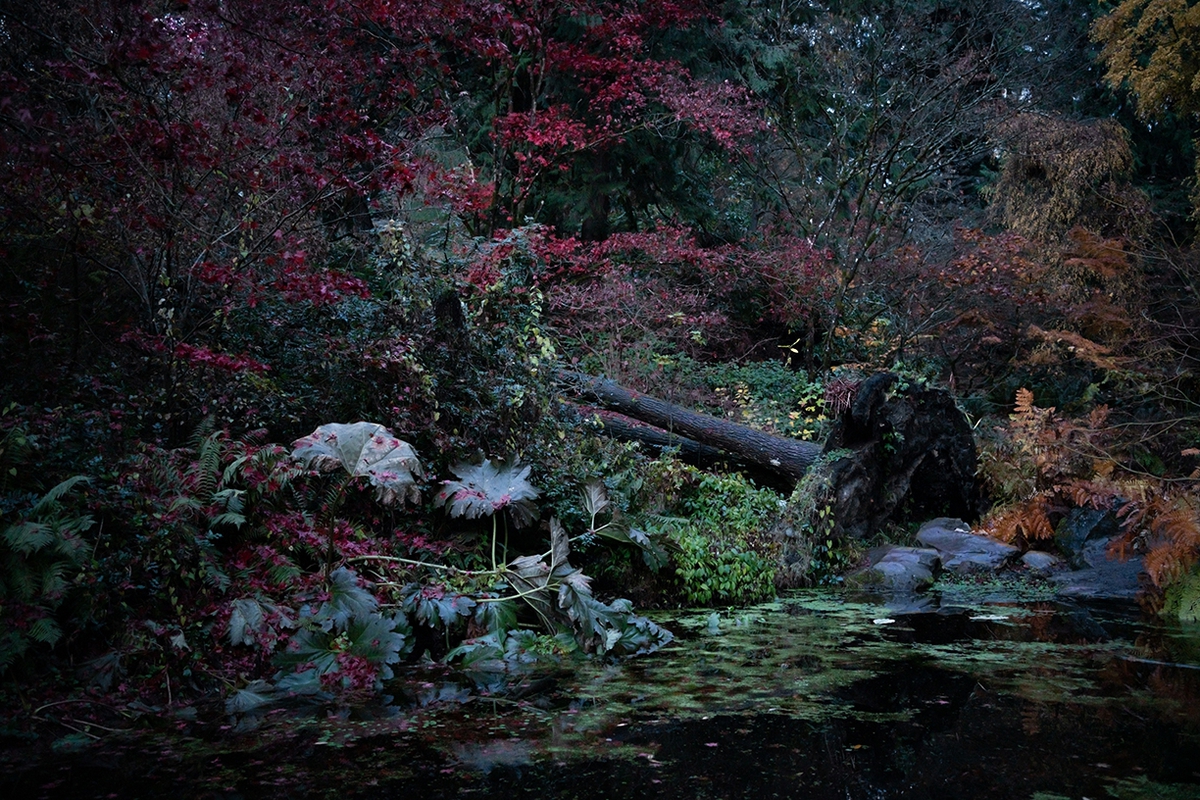 Deb Achak: The Arboretum (in the fall), 2019, Digital archival pigment print, 20 x 30, 30 x 45, 40 x 60 inches