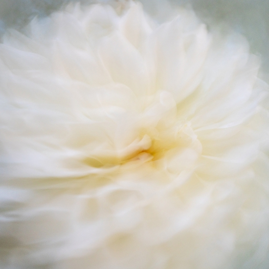 Deb Achak: White Dahlia (no. 1), 2020, Digital archival fine art print, available in various sizes